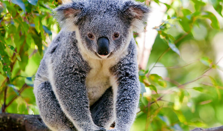 website-maps-koalas-future_card