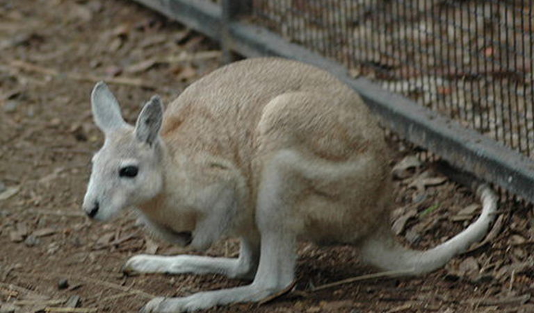 northern_nail-tail_wallaby_featherdale