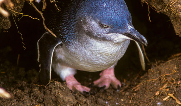 little-penguins_banner