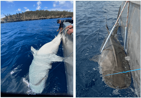 Tiger sharks preparing for blood sampling and release