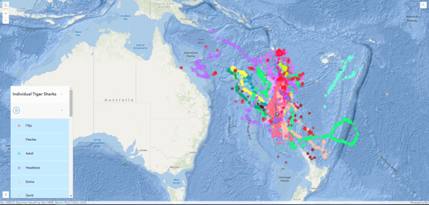 ArcGIS Online showing individual sharks’ movements