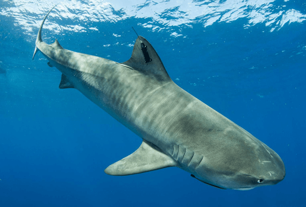 Tiger shark swimming