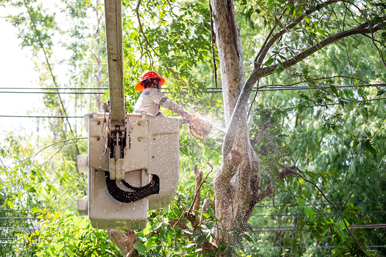 Vegetation management