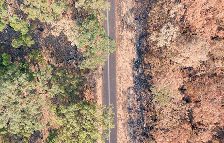 Australia's recovery from bushfire card image