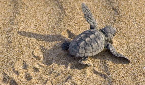 loggerhead-turtle_banner