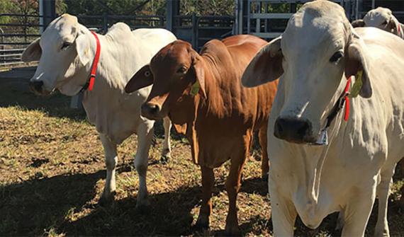 Students use GIS to track cattle movements - Card