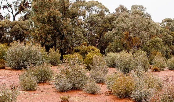 A wide angle of shrubbery in West Wyalong