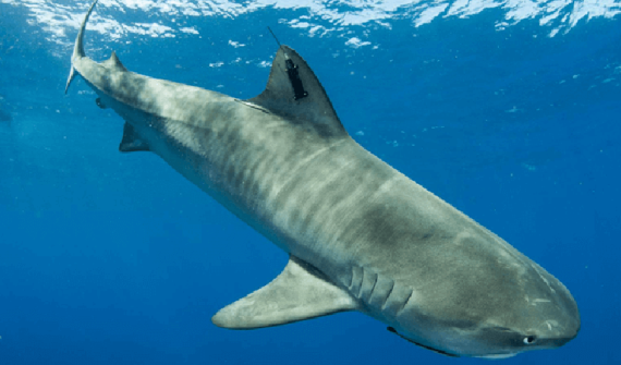 Tagged tiger shark swimming in ocean