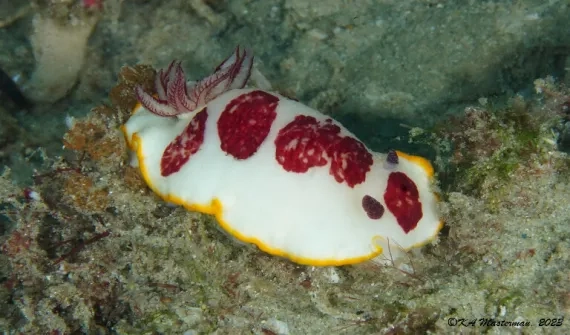 Nudibranch