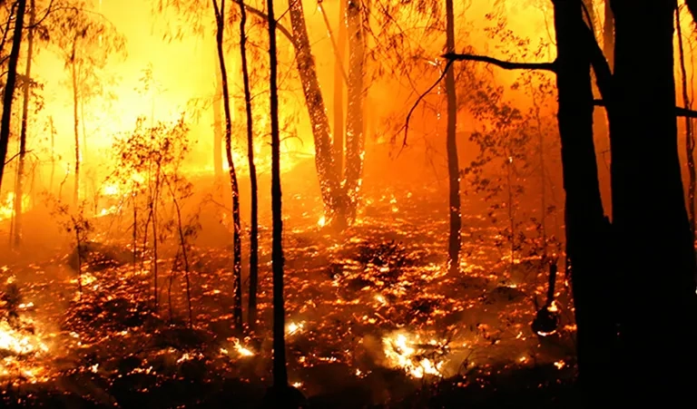 bushfire_banner