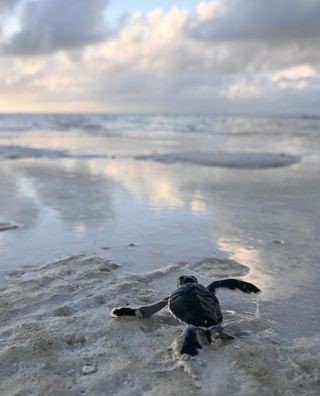 Baby turtle making its first travel to the sea.