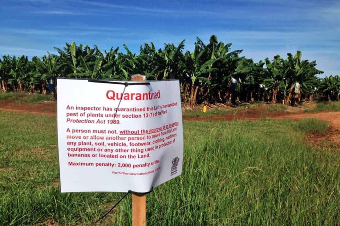 After an outbreak of Panama Tropical Race 4 in 2015, DES had to put biosecurity measures in place at certain banana plantations.