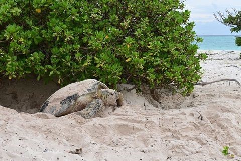  Loggerhead turtle emerging from nest.