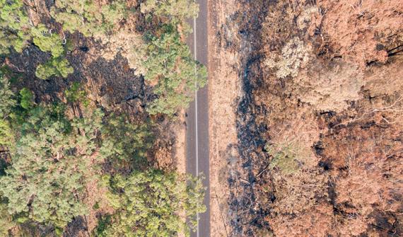 Australia's recovery from bushfire card image